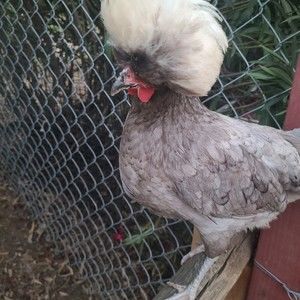 Meet your Posher, Norma